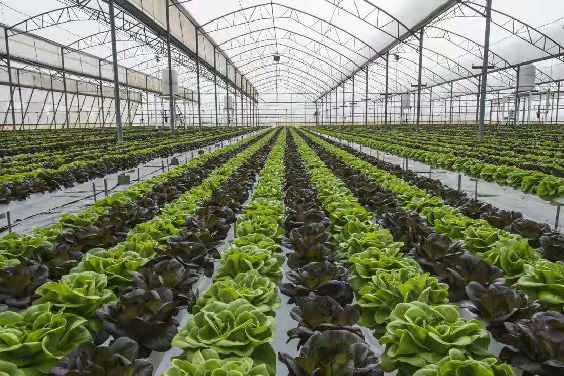 冬季塑料大棚适合种植什么蔬菜,冬季大棚种植什么蔬菜销路好