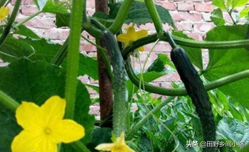 露天黄瓜地膜种植方法视频,山东黄瓜露天种植时间和方法