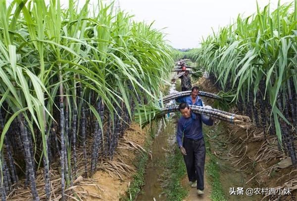 甘蔗蚜虫危害叶片症状图片,甘蔗常见病虫害的防治方法