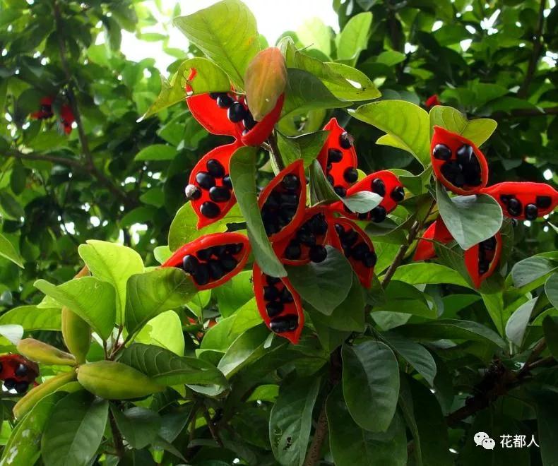 中国有几种奇异水果,好吃的奇特的水果有哪些