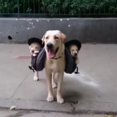 拉布拉多养狗注意事项和禁忌,拉布拉多幼犬不建议散养