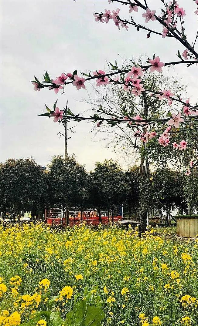 春暖花开来农村踏青,春暖花开亲近大自然来一场野炊