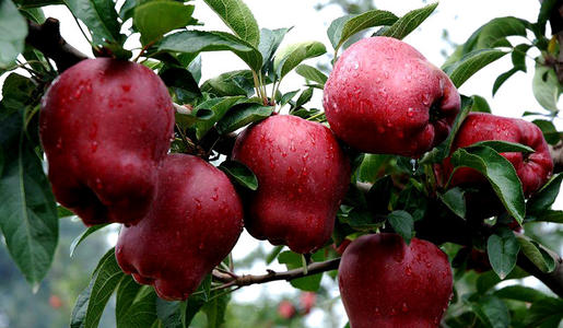 怎么能买到正宗的洛川苹果,教你挑苹果