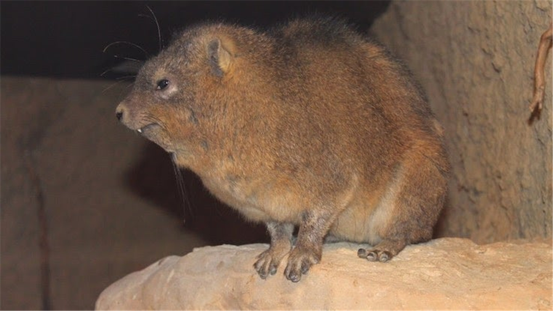 大象脚底可以感知很远的声音吗,大象听力来源于脚