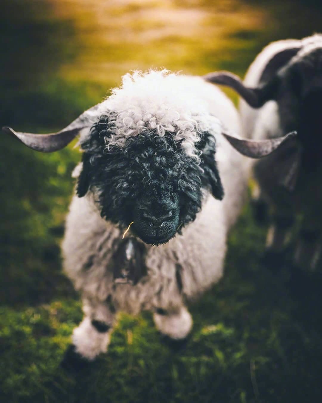 今日萌图,仓鼠身上长了疑似肿瘤的东西