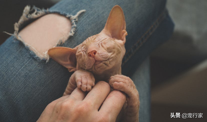 养猫后家里好臭怎么办,养猫后觉得猫很烦怎么办