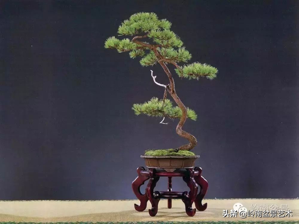 素仁格与文人树,你怎么看?