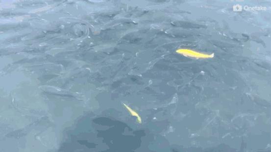 纯氧对水产养殖的影响,水产养殖缺镁吗