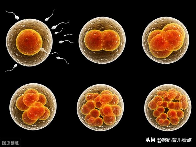 怀孕的第1件事是什么,怀孕第一件事要做什么