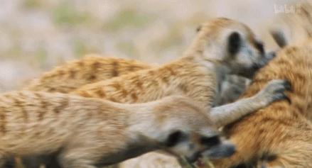 bbc纪录片最值得看的,bbc神级纪录片豆瓣评分超9