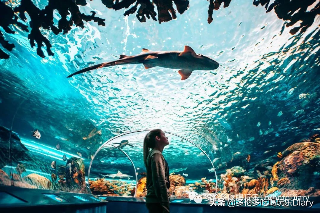 多伦多水族馆旅行,水族馆探索海洋世界的奇妙之旅