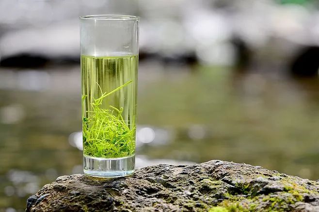 七叶胆的别名,七叶胆别名