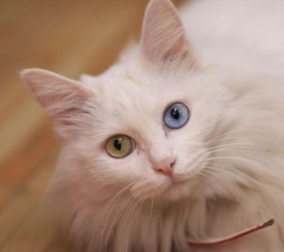 铲屎官通过监控看自家宠物,铲屎官查看猫咪视频