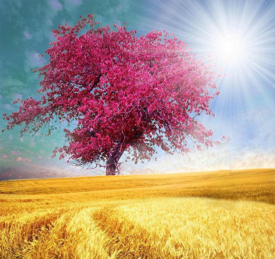 白茶清欢学着长大,白茶清欢怎么样