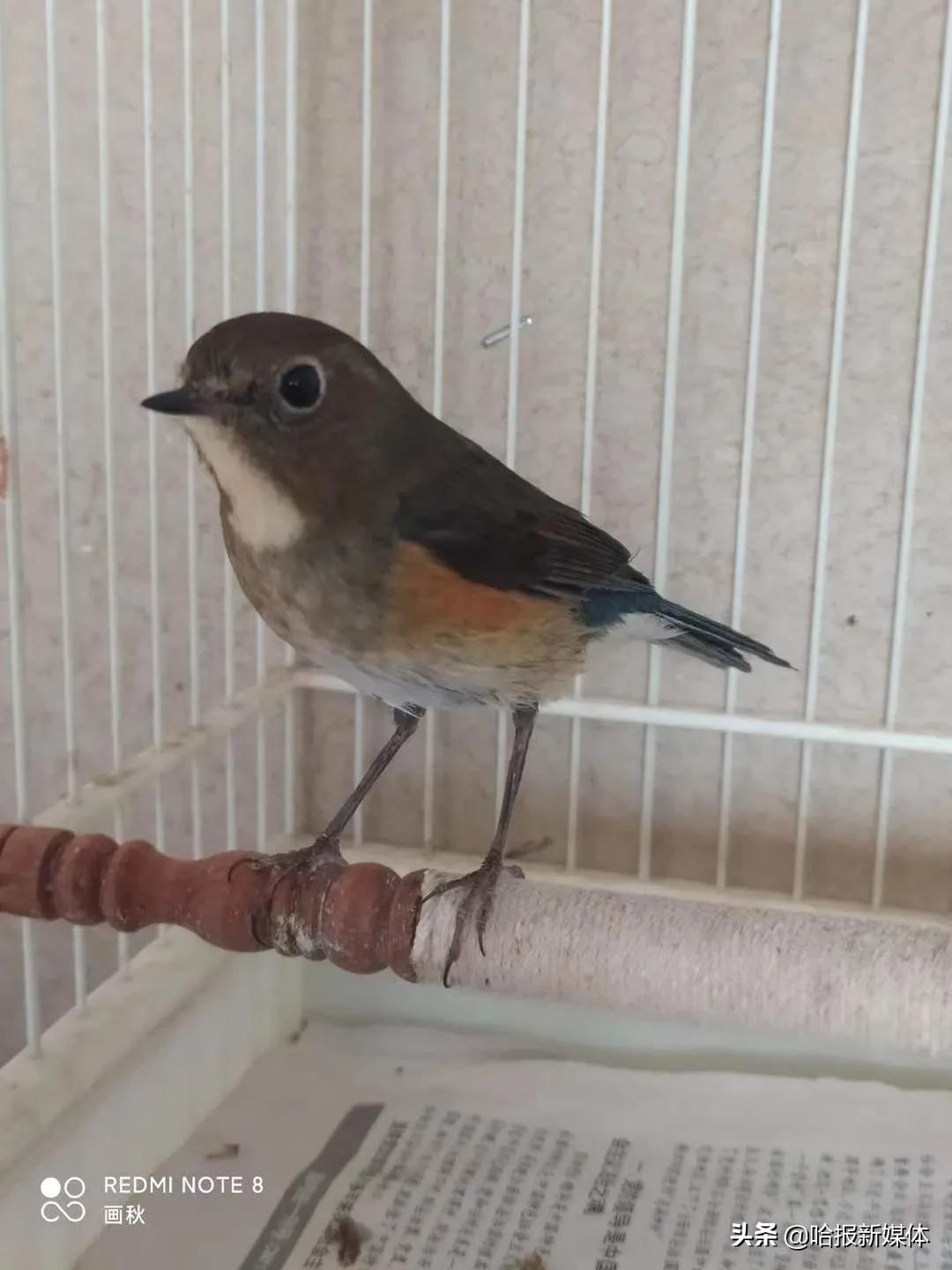 “大胃王”3天吃掉100只仓鼠，“爱心鸟粮”4个月花2万多元