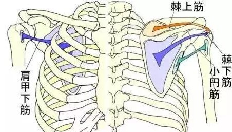 中医怎么看肩膀冈上肌疼痛,肩膀冈上肌疼痛