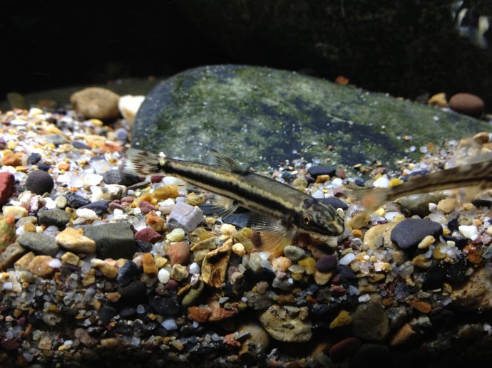 原缨口鳅可以与金鱼一起养吗,缨口鳅原生观赏鱼