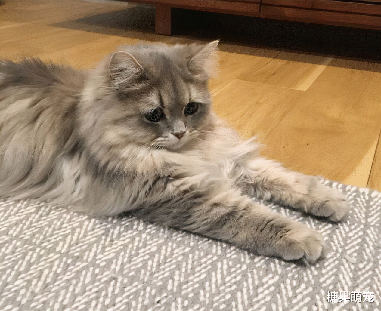 猫咪咳嗽怎么办,猫咪感冒咳嗽打什么针效果好