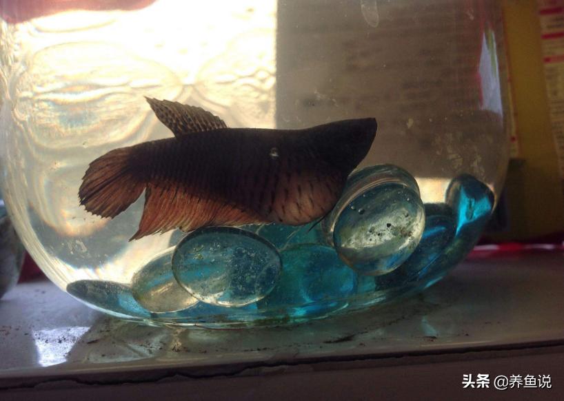 观赏鱼腹部变大不消咋办？从这些方面入手治疗，因为这是病