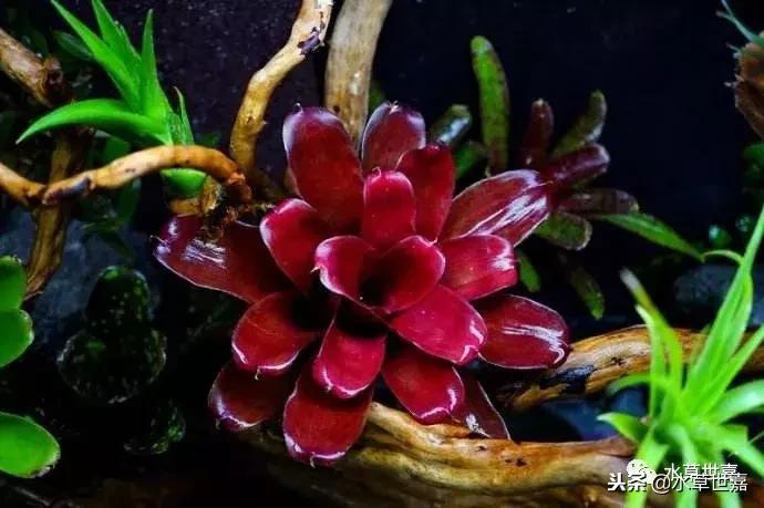 30cm水陆缸适合养什么,水陆缸植物前景中景后景搭配介绍