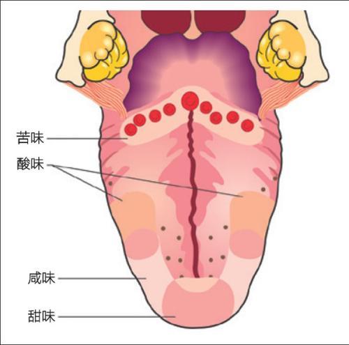 食之无味是某种病的前兆吗,食之无味怎么回复