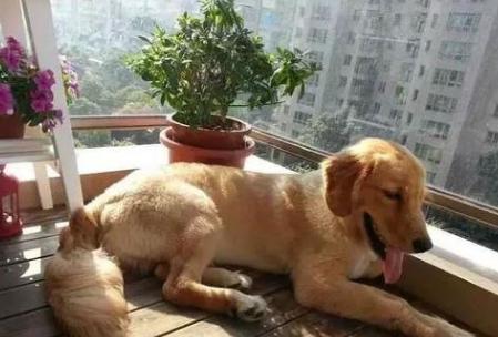 狗狗中暑症状和解救方法,狗狗中暑自救视频