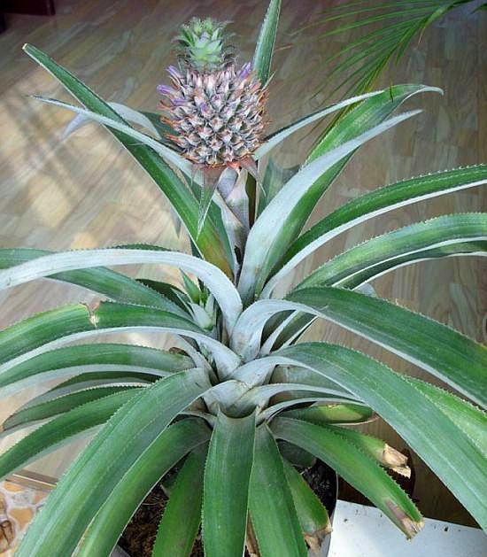 买回来剩下的菠萝头能重新栽种吗,吃菠萝剩下的菠萝头怎样种菠萝