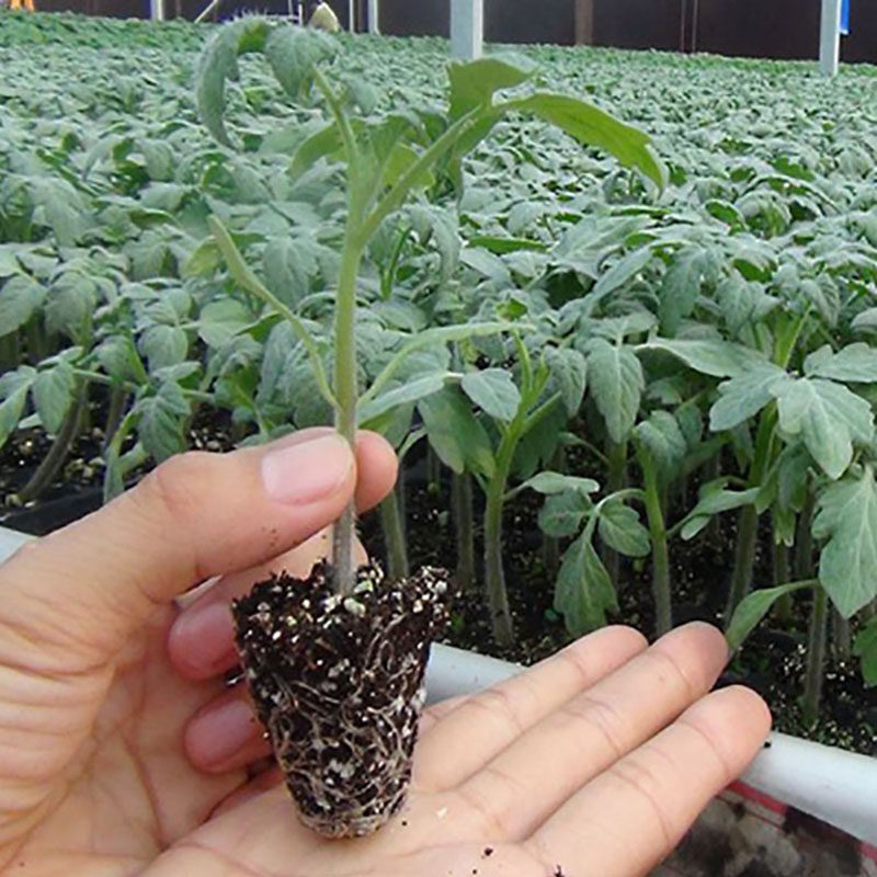 便宜又好种的小苗,便宜苗子