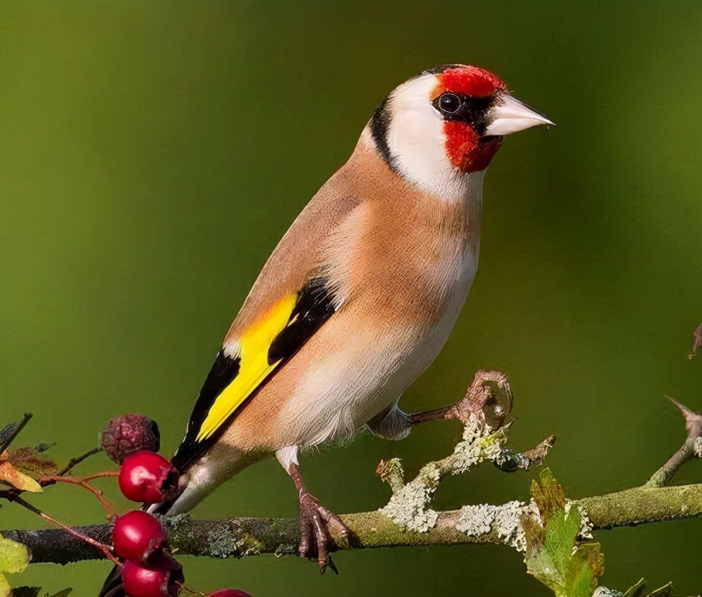 一种来自非洲的野鸟,被人工繁育出数百个品种,惊艳了整个世界
