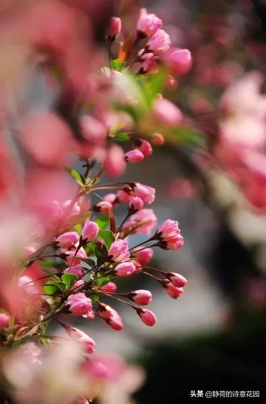 春日咏海棠经典诗词,咏海棠十首诗解析