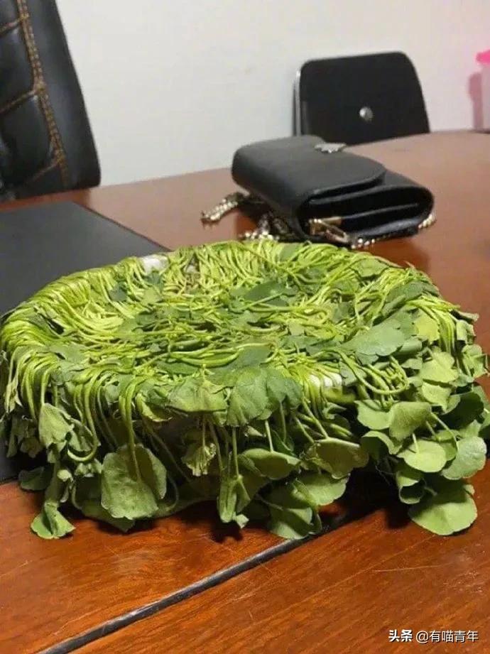 英国短蓝猫好养吗,千万别养蓝猫