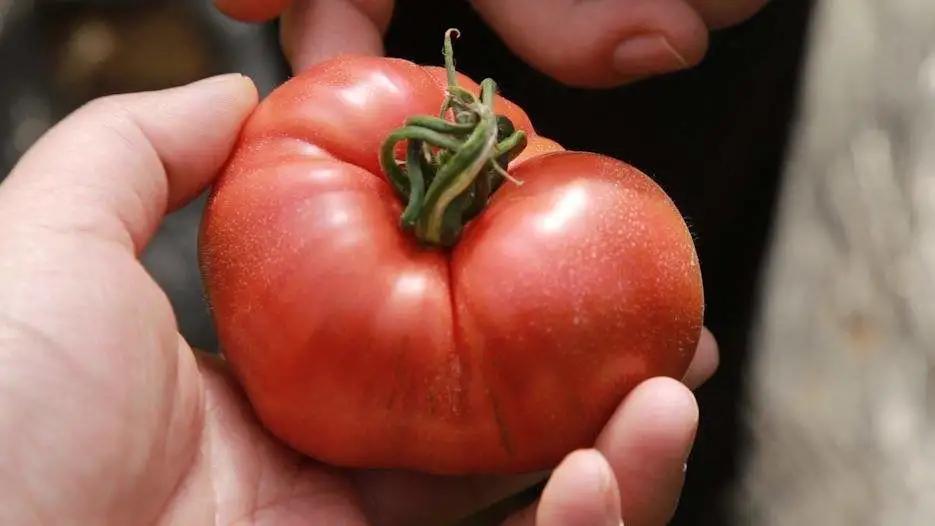 生吃西红柿番茄红素能吸收吗,西红柿怎么样营养价值才高