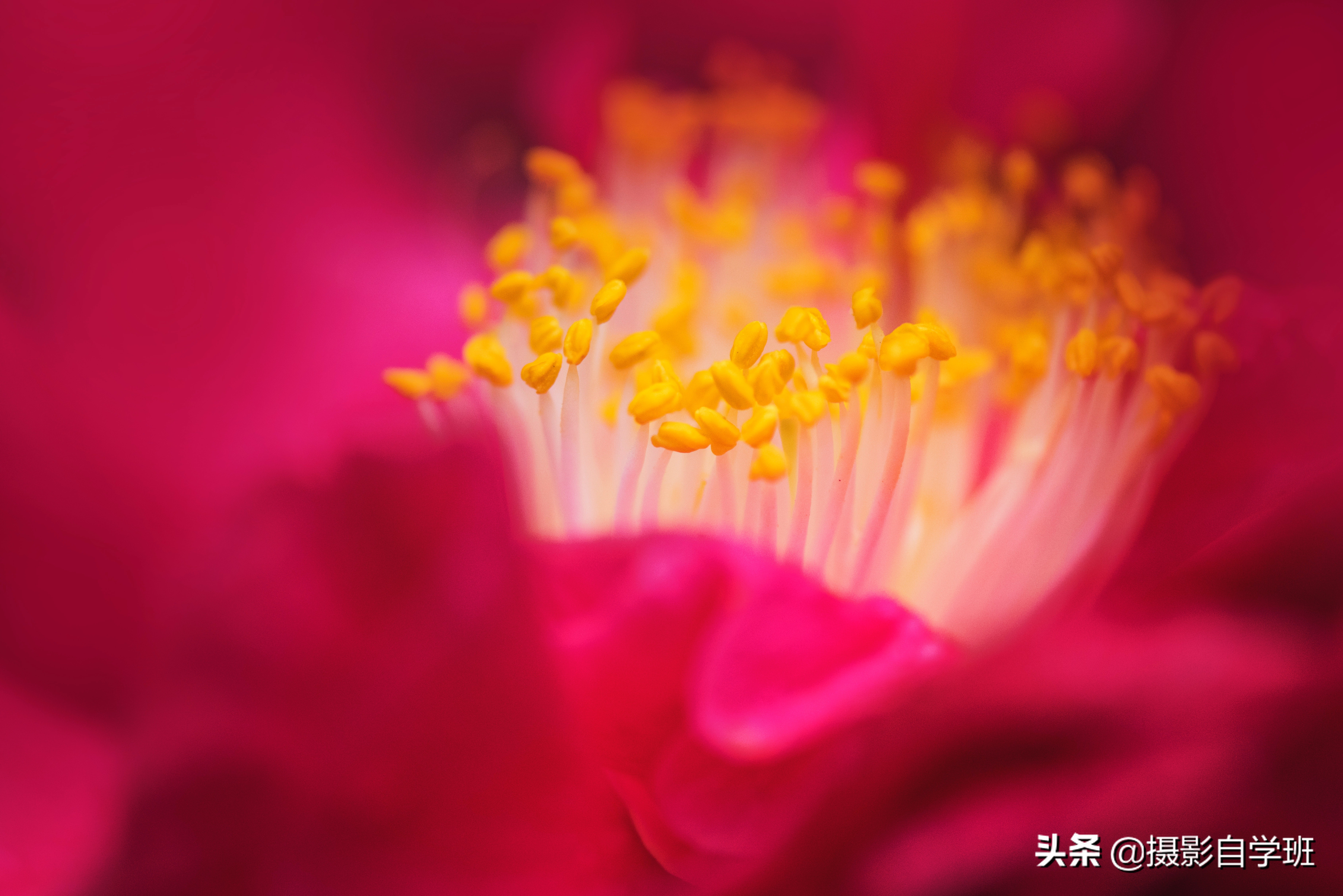 拍花朵的8个摄影技巧,拍花朵摄影技巧与方法图解