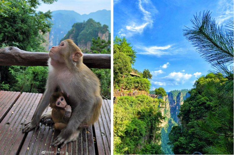 关于去张家界的旅游攻略,第一次来张家界旅游攻略