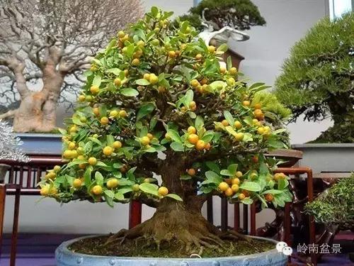 高桩金豆盆景大全,金豆双杆文人盆景欣赏