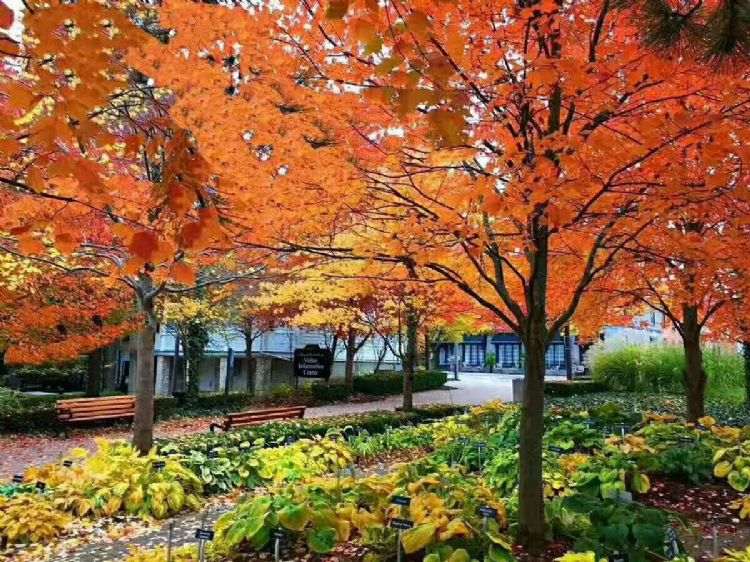 加拿大留学|去加拿大学商科,到底怎么样?