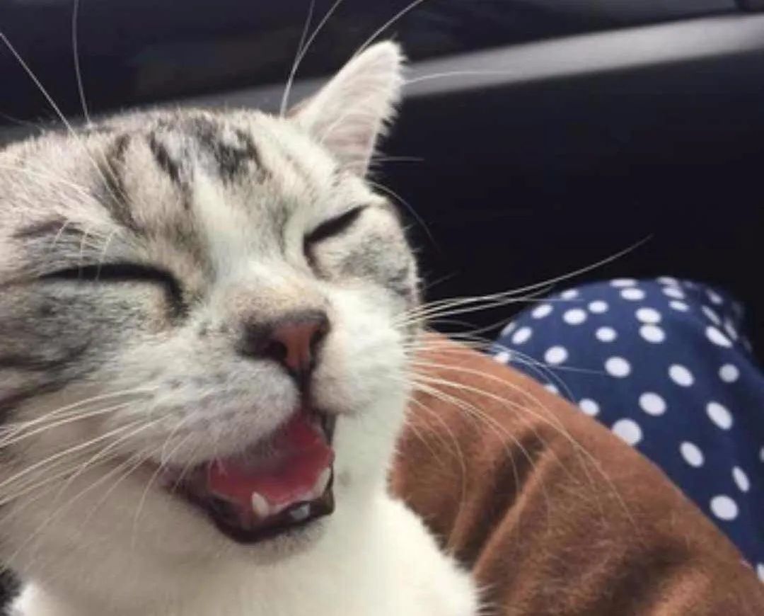 猫咪大喘气一般吃什么药,猫咪大喘气是不是猫瘟