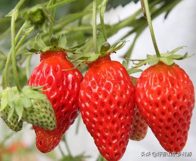 济南市五一假期游玩,济南旅游活动