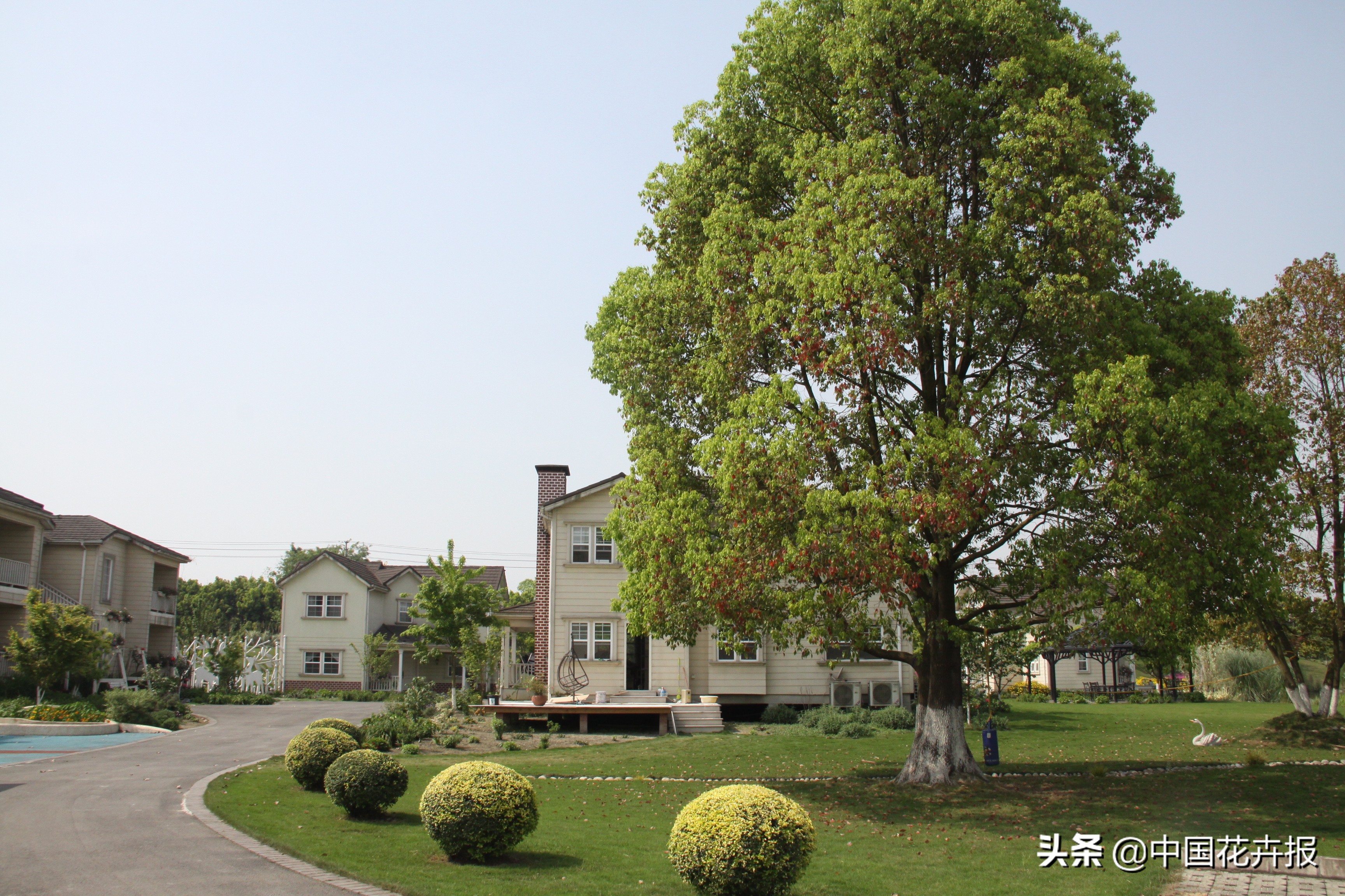 AUV~这样的树好惨！能没人管吗