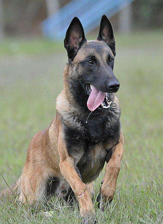 马犬牧羊犬差距有点大,马犬与德牧哪个凶