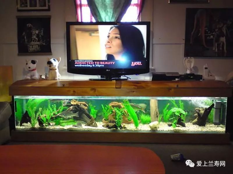 鱼缸五十种鱼,家庭鱼缸养什么鱼更容易存活