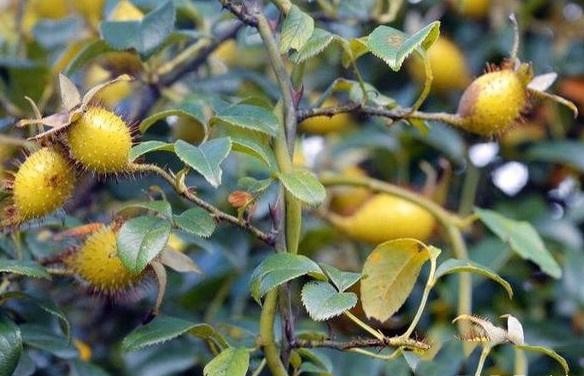 安徽宿松:农村不得不说的天然野味,80、90后肯定都吃过