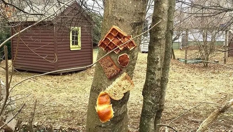 英国谢菲尔德城市的居民们为什么要往树上钉面包呢？