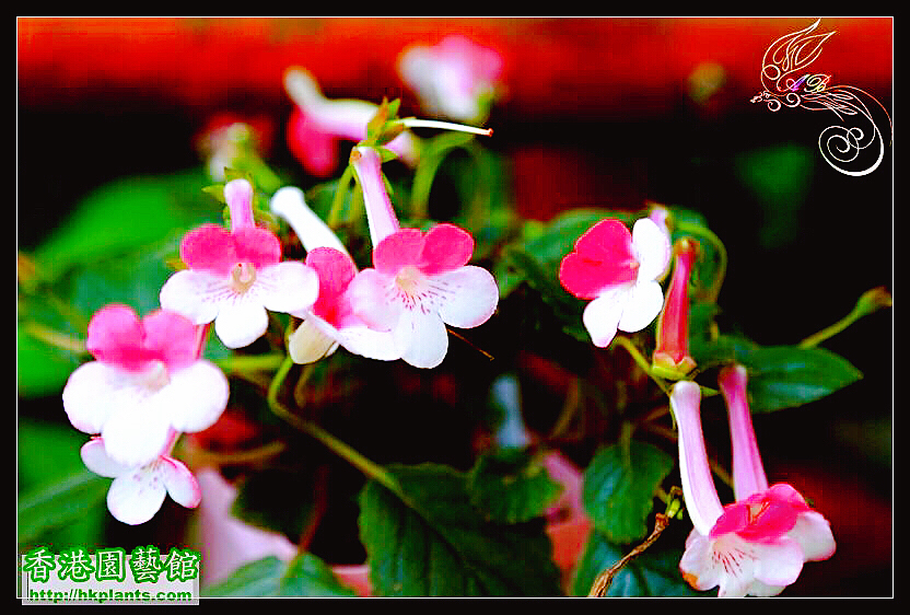 紫罗兰花卉大全,紫罗兰花卉盆栽图片