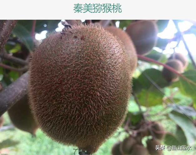 眉县猕猴桃与周至猕猴桃有何区别,眉县猕猴桃和周至猕猴桃