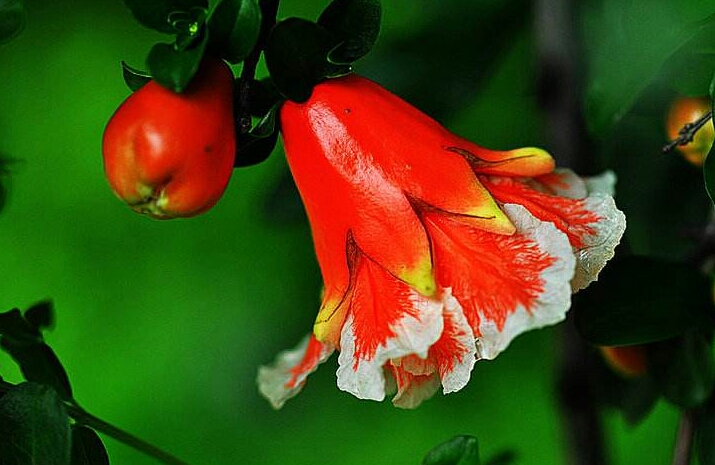 盆栽石榴树什么品种是甜的,石榴树带果实能用水培繁殖