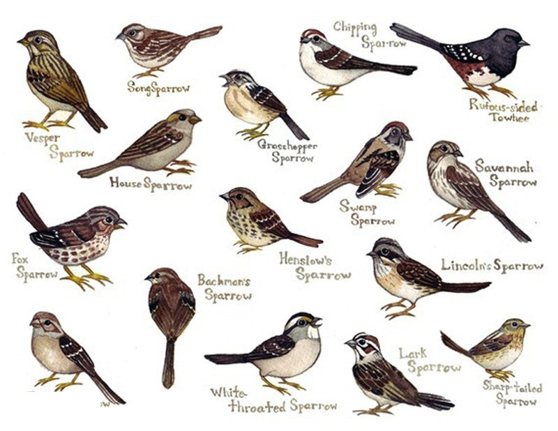 精灵宝可梦dp卡比兽,精灵宝可梦0.1