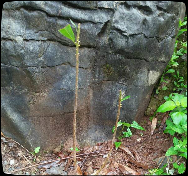 买回来的杨梅如何育苗出苗,网购杨梅树苗怎么盆栽