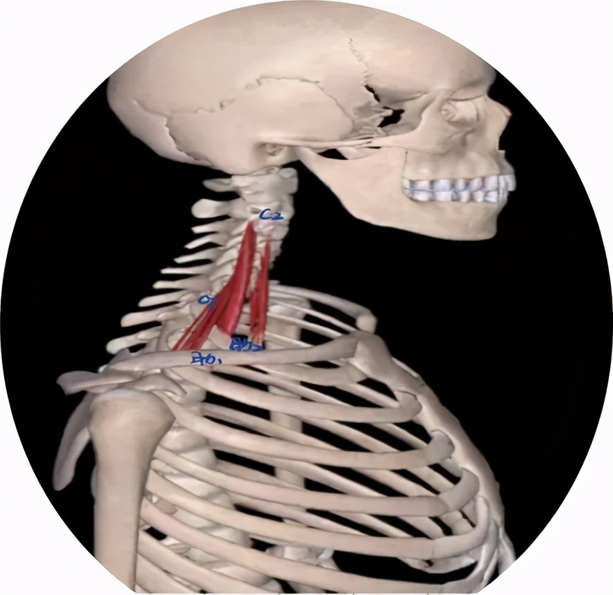 怎样消除乌头毒性,什么方法能够减弱乌头毒性