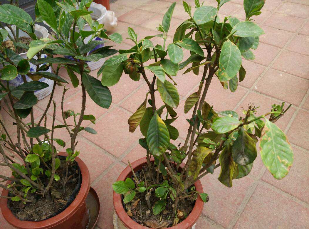 栀子花黄叶掉叶换土春季,给栀子花换土以后为什么会黄叶